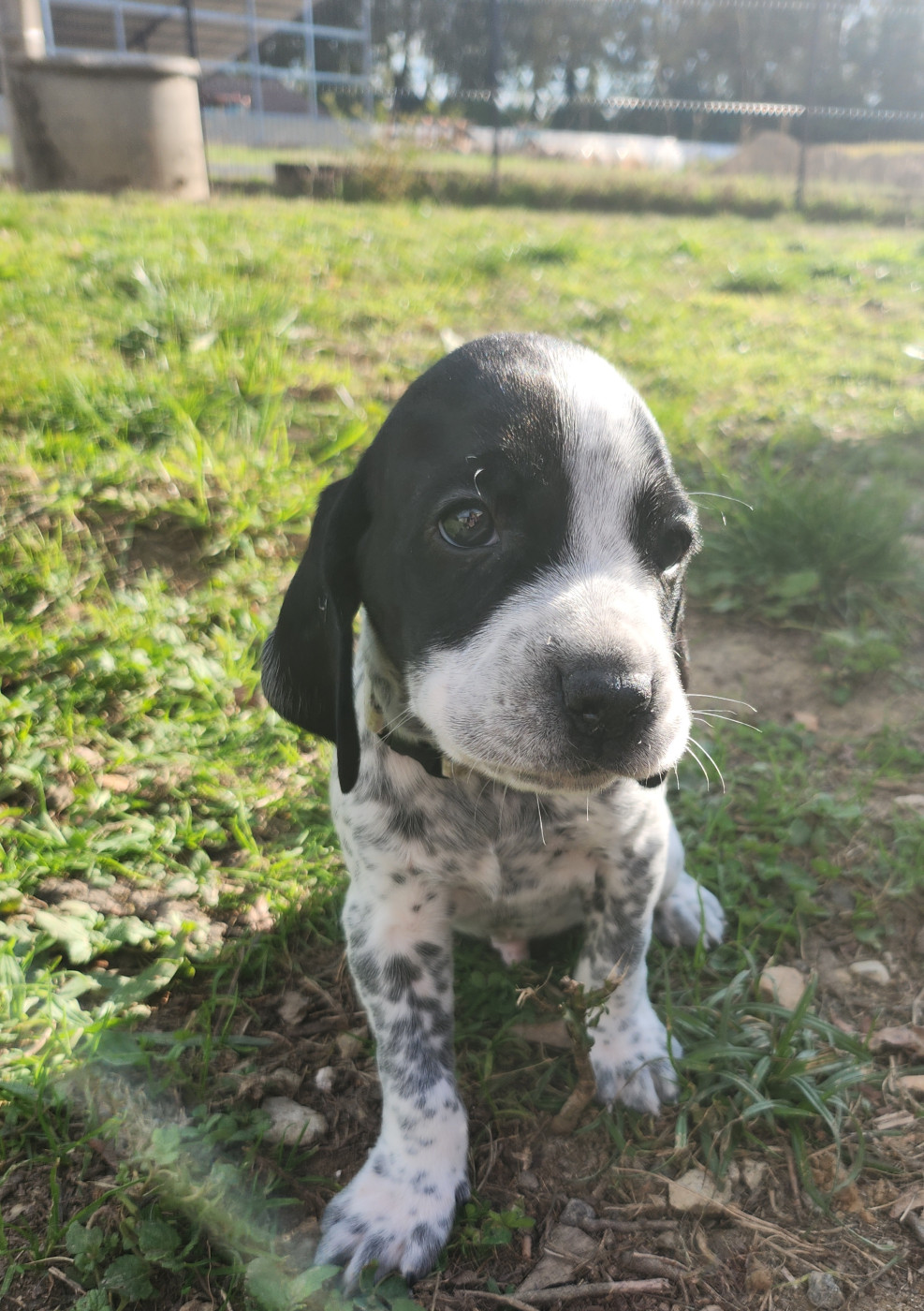 De La Plaine Du Grand Mayne - Chiots disponibles - Braque d'Auvergne