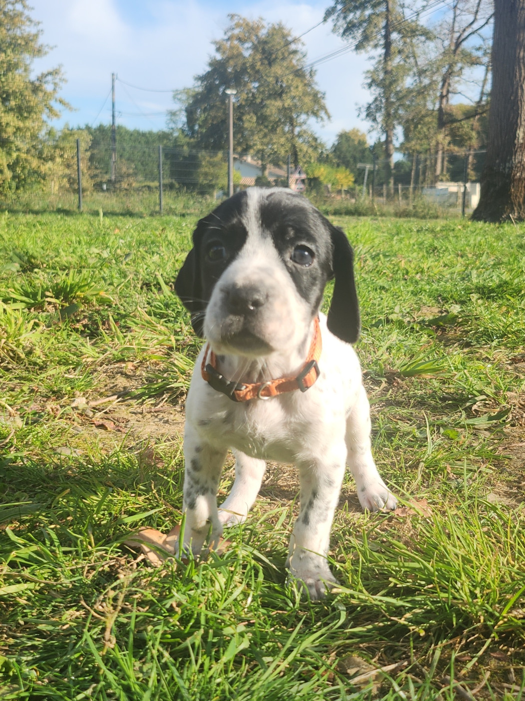 De La Plaine Du Grand Mayne - Chiots disponibles - Braque d'Auvergne