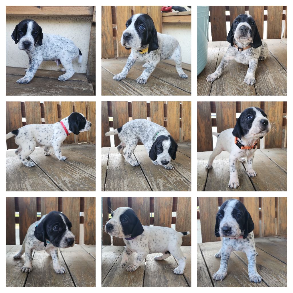 De La Plaine Du Grand Mayne - Braque d'Auvergne - Portée née le 03/09/2025